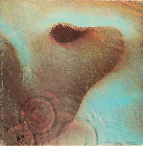 Meddle