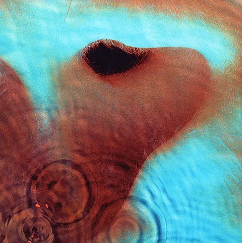 Meddle - Foto 3 de 8